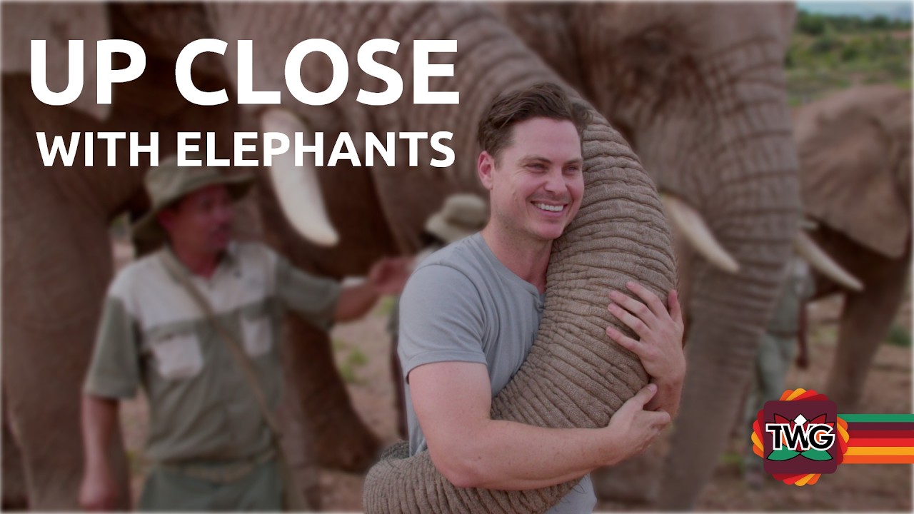 Elephants at Buffelsdrift – Up Close Safari in Oudtshoorn, South Africa