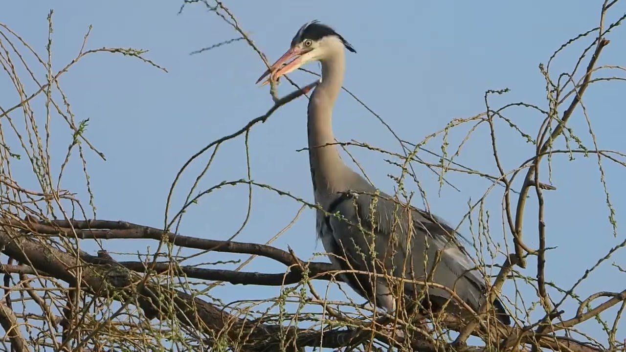 de reigers zijn weer aan t broeden