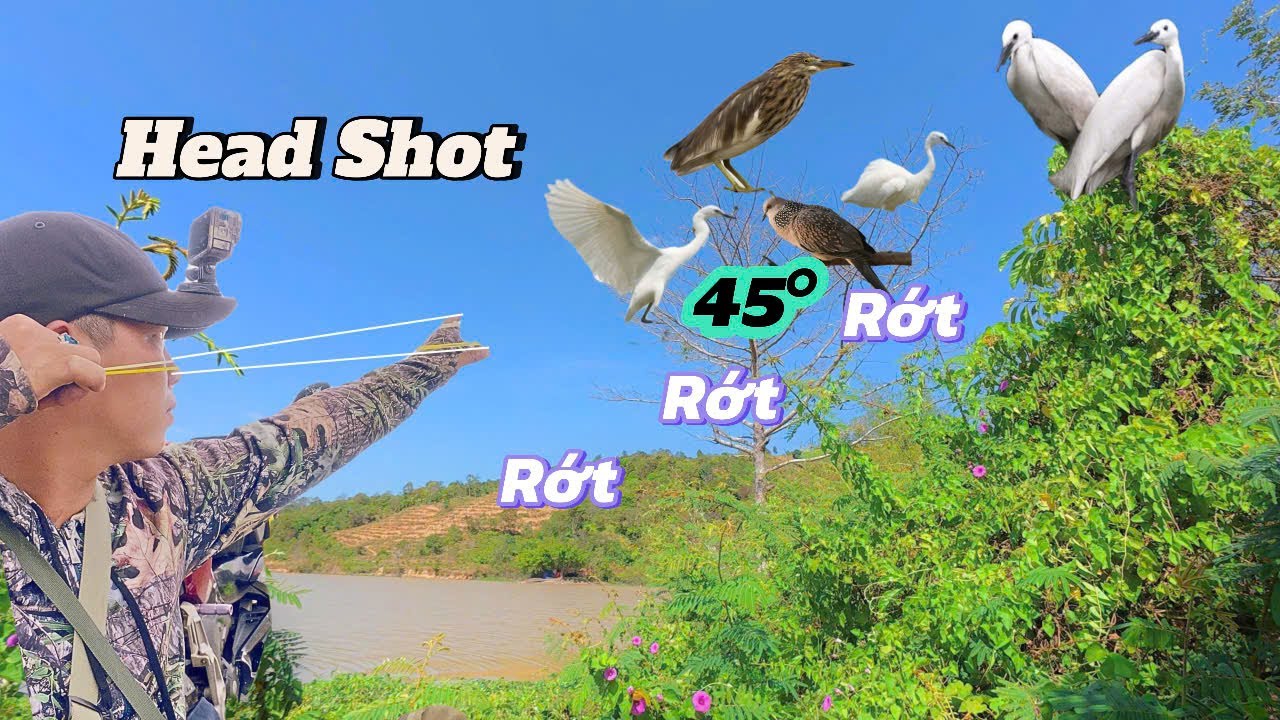 Núp Bụi Dùng Ná Cao Su Thu Phục Cò Bợ- Cò Trắng Với Cự Ly Quá Êm || SangSlingShot