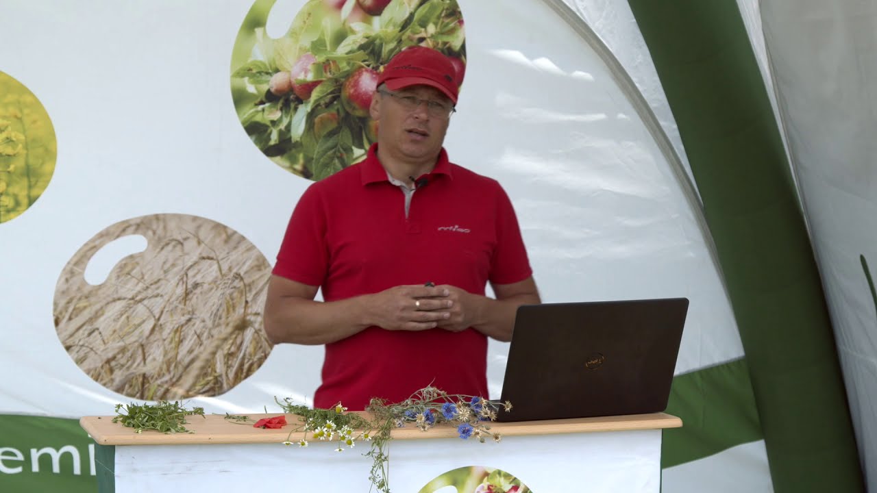 Doglebowa czy nalistna? Kompletna ochrona rzepaku w najlepszej cenie od INNVIGO