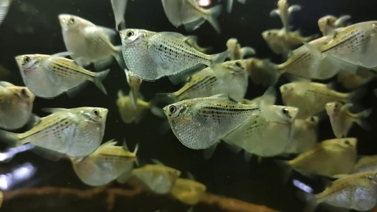 Gasteropelecus maculatus (wild) bij Aquarium Speciaalzaak Utaka