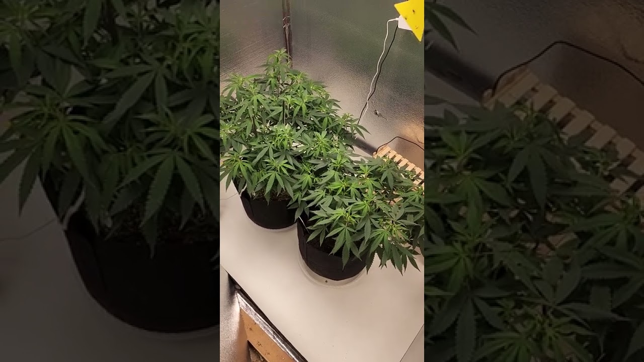 1st Photo Grow 4 week veg. Day 2 flower.