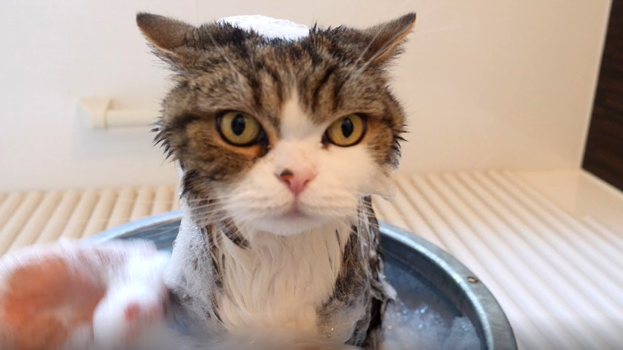 シャンプーされるまる２。-Maru's shampoo 2.-