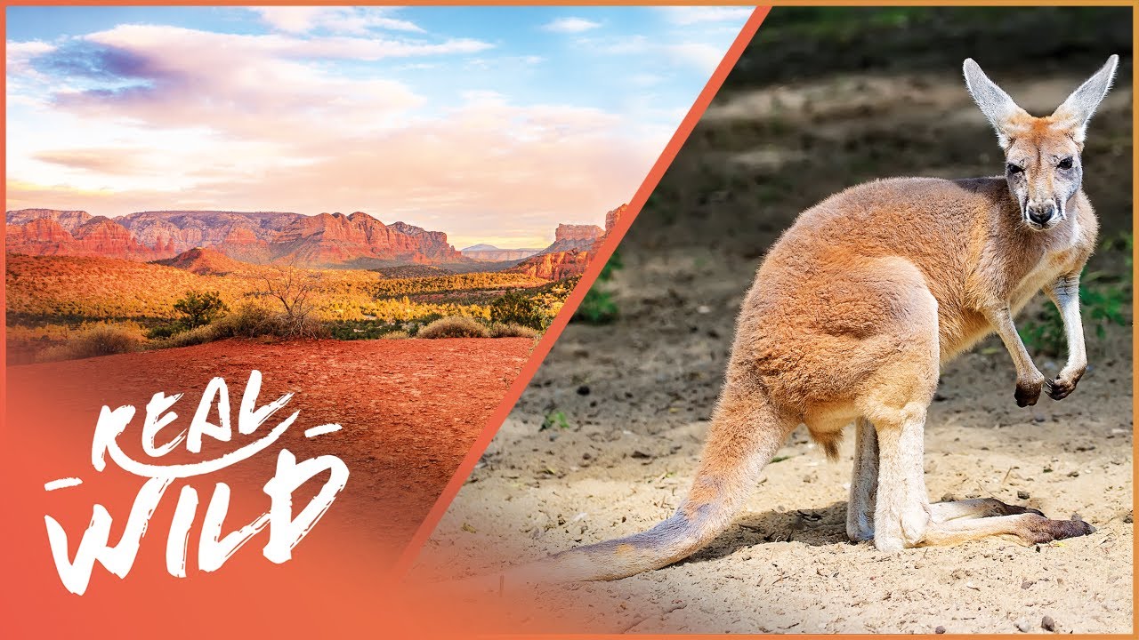 Surviving The Harsh Australian Outback | Australia's Wild Places | Real Wild