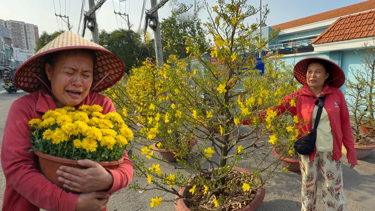 Chiều 28 Tết Còn Cả Vườn Bông Mai, Em Gái Khóc Nức Nở Chưa Bán Được Cây Nào Ở Quận 8