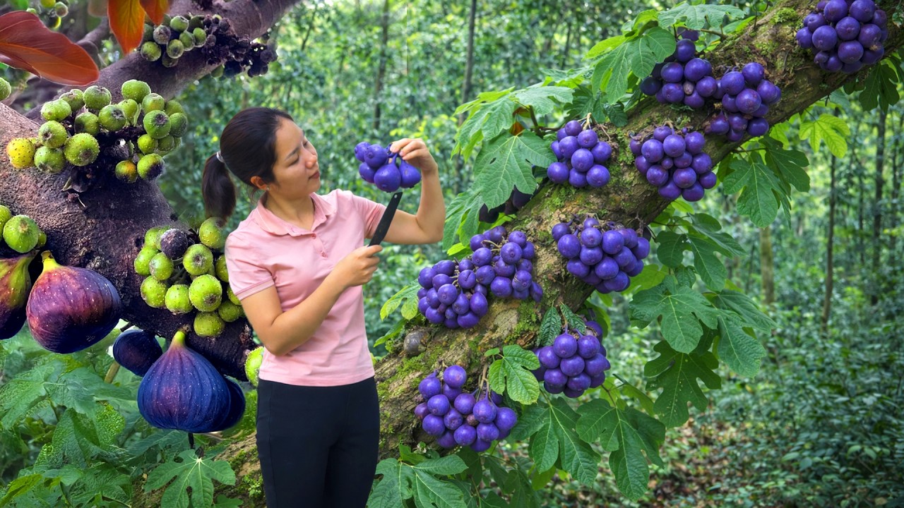 Harvesting 1000 + Kg Special Purple Fig To Sell At Market | Tieu Ca Free Bushcraft