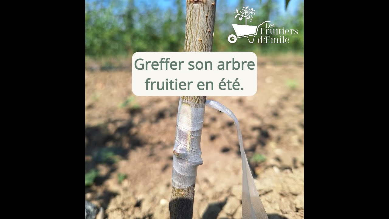 Greffe d'été des arbres fruitiers en écusson facile pour débutant.