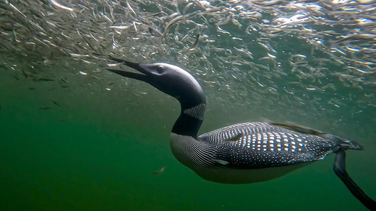 Loons Hunting Fish Like Torpedoes at Crazy Close Range Underwater