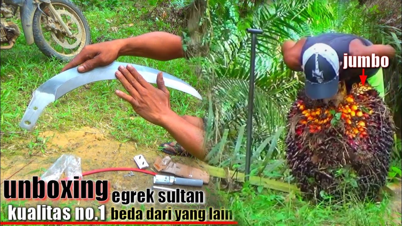 TERBARU..😱!! TES KETAJAMAN EGREK SULTAN || PANEN SAWIT POKOK TINGGI RENDAH MAK NYUS