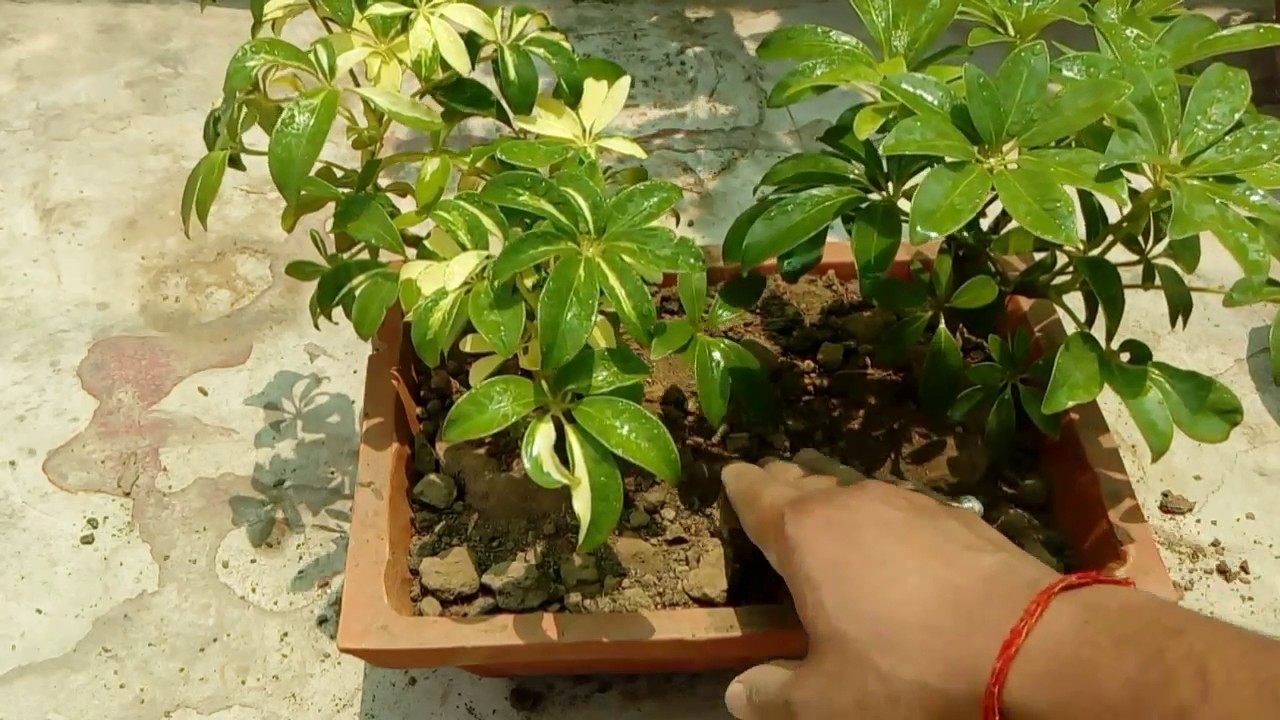 Schefflera Plant || How to Grow and Care Schefflera Plant || Budget Gardening || (Hindi)