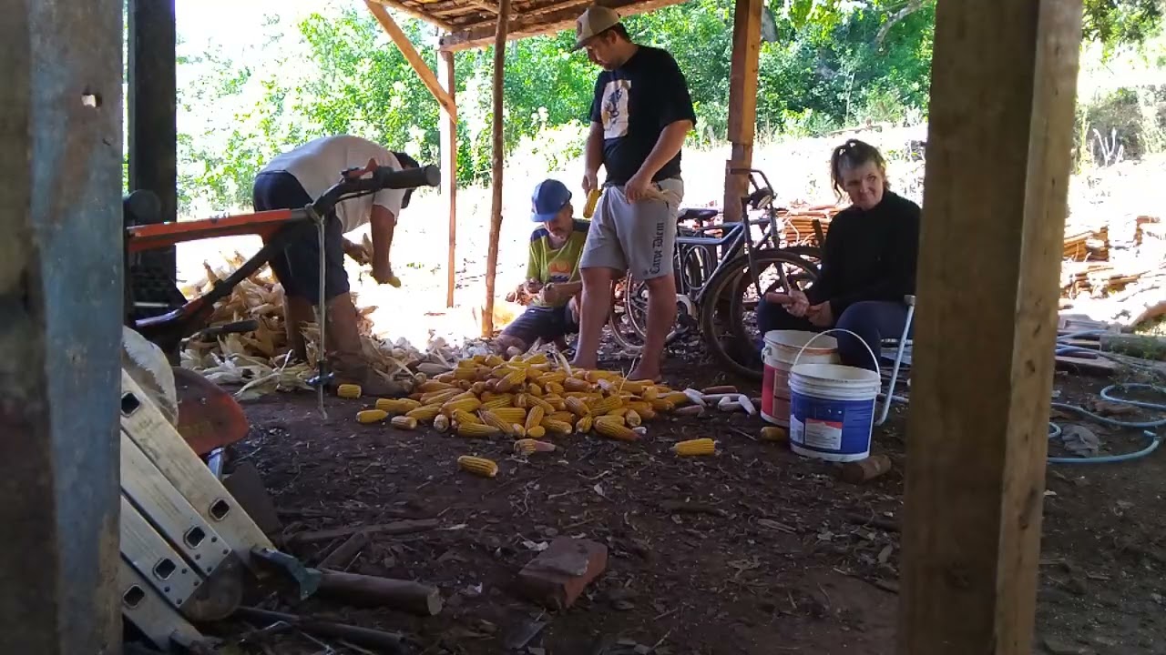 Descansando o milho para debuiar parte 2