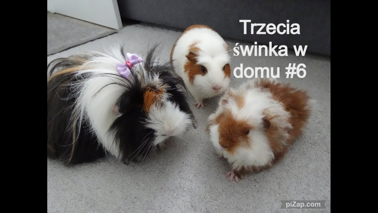 Świnki atakują małego prosiaczka- kłótnie w stadzie🐷🐷🐷