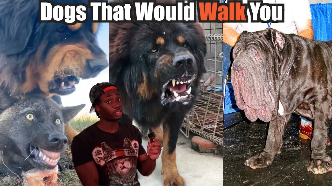 Dogs That Will Send You to DOG Backwards