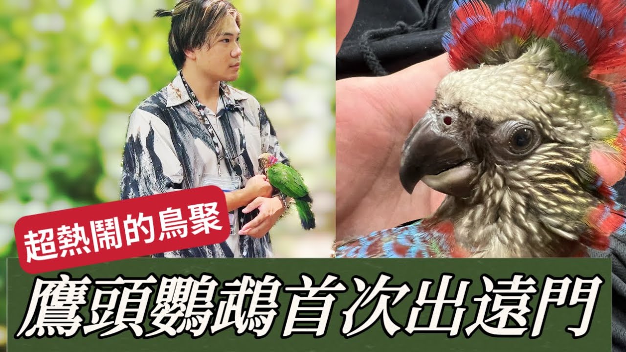 台中清水鳥聚！超多鸚鵡登場！鷹頭首次出遠門 結尾有秘密任務（ft.凱克鸚鵡同萌會
