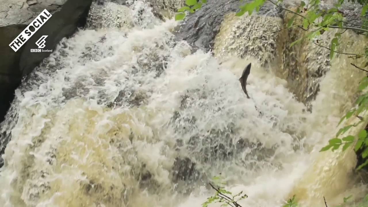 Shooting In The Wild - Salmon Leap