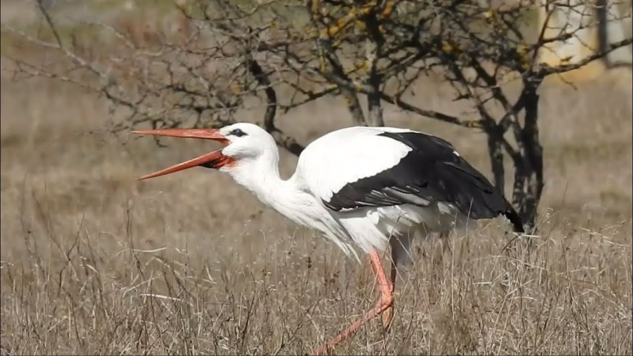 White stork (Ciconia ciconia) &bull; Белый аист