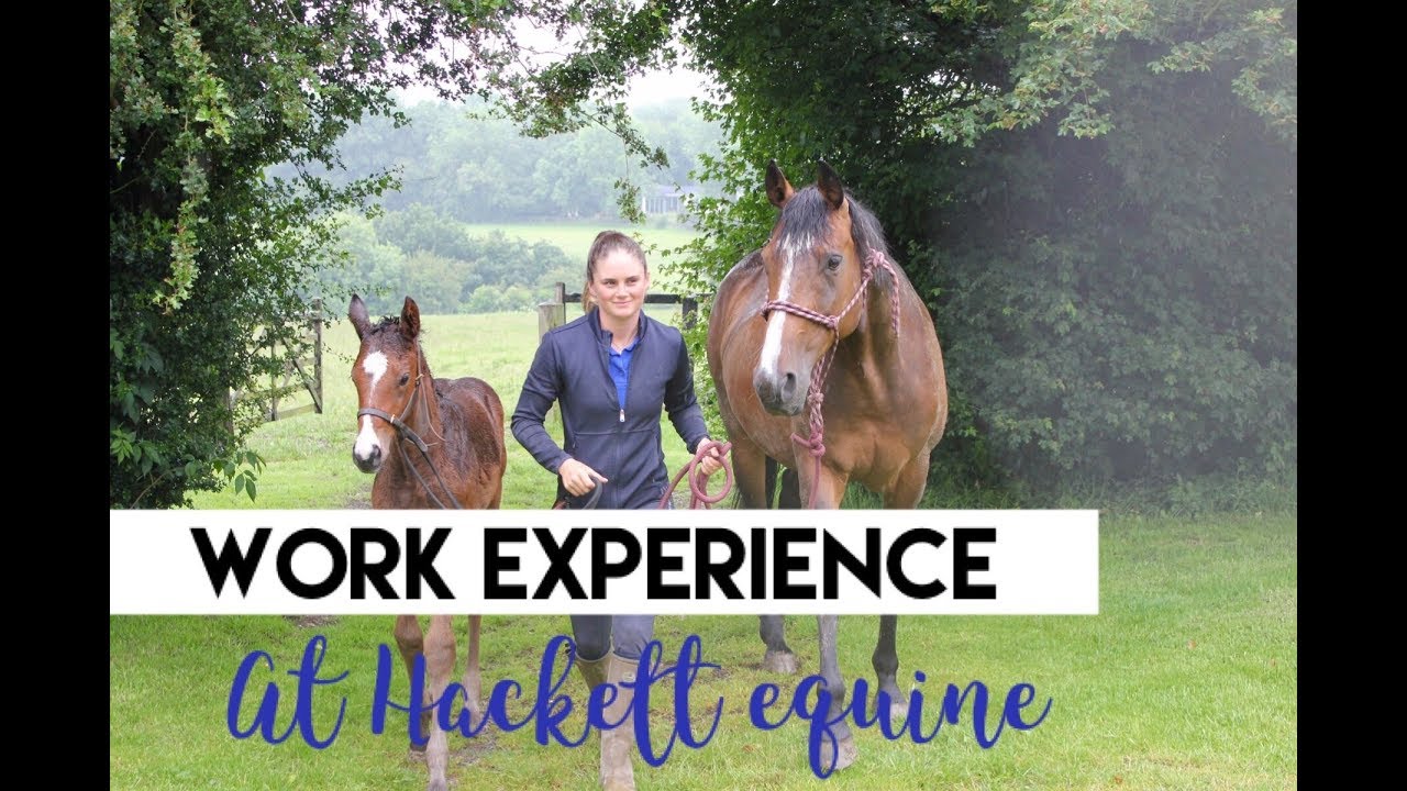 WORK EXPERIENCE AT HACKETT EQUINE| A vlog