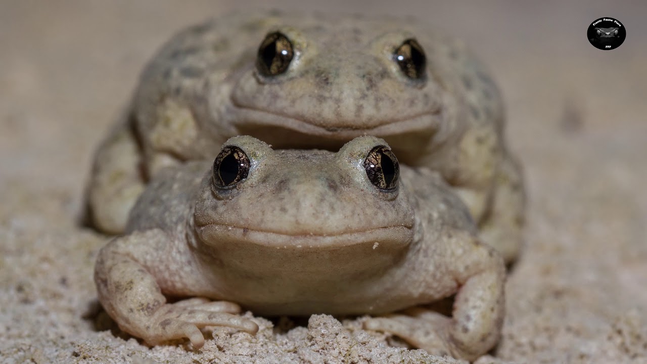 Identifier les chants des amphibiens