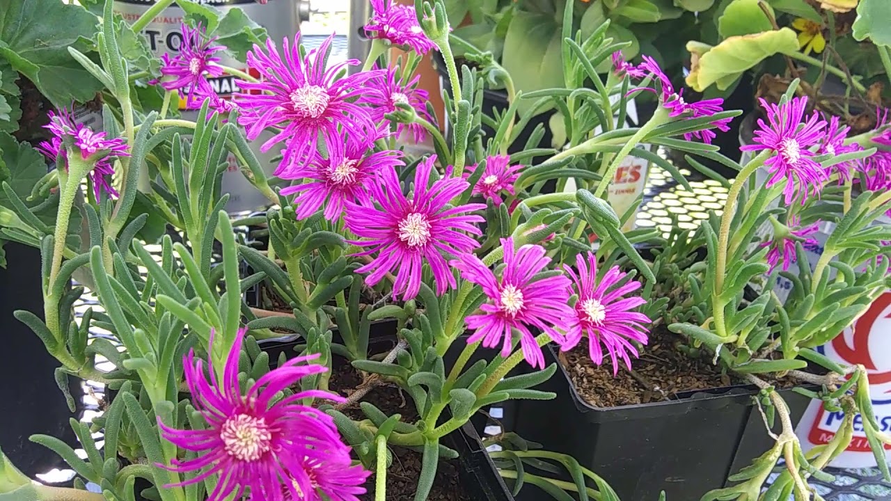 Ice plant care ❤
