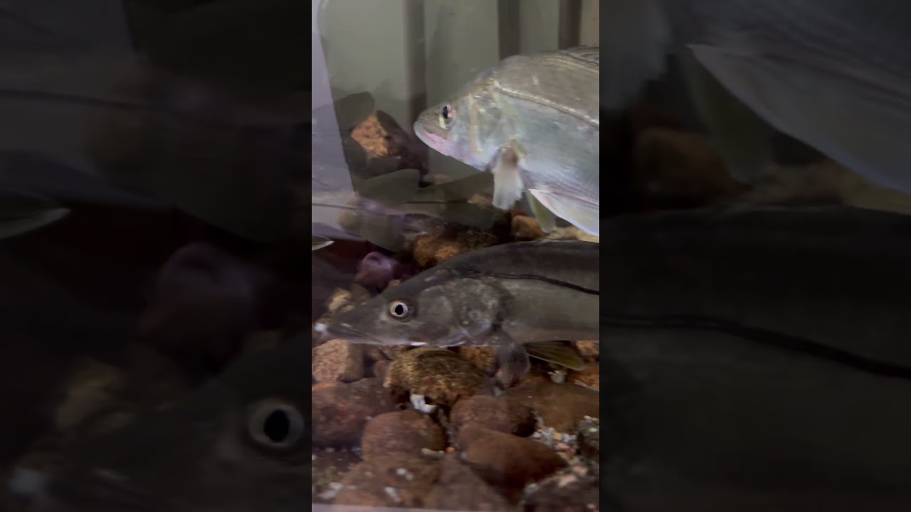 Robalo peva e flecha. Diferen&ccedil;a entre eles. #robalo #fish #pescaria #viral #viralshort #viralshorts