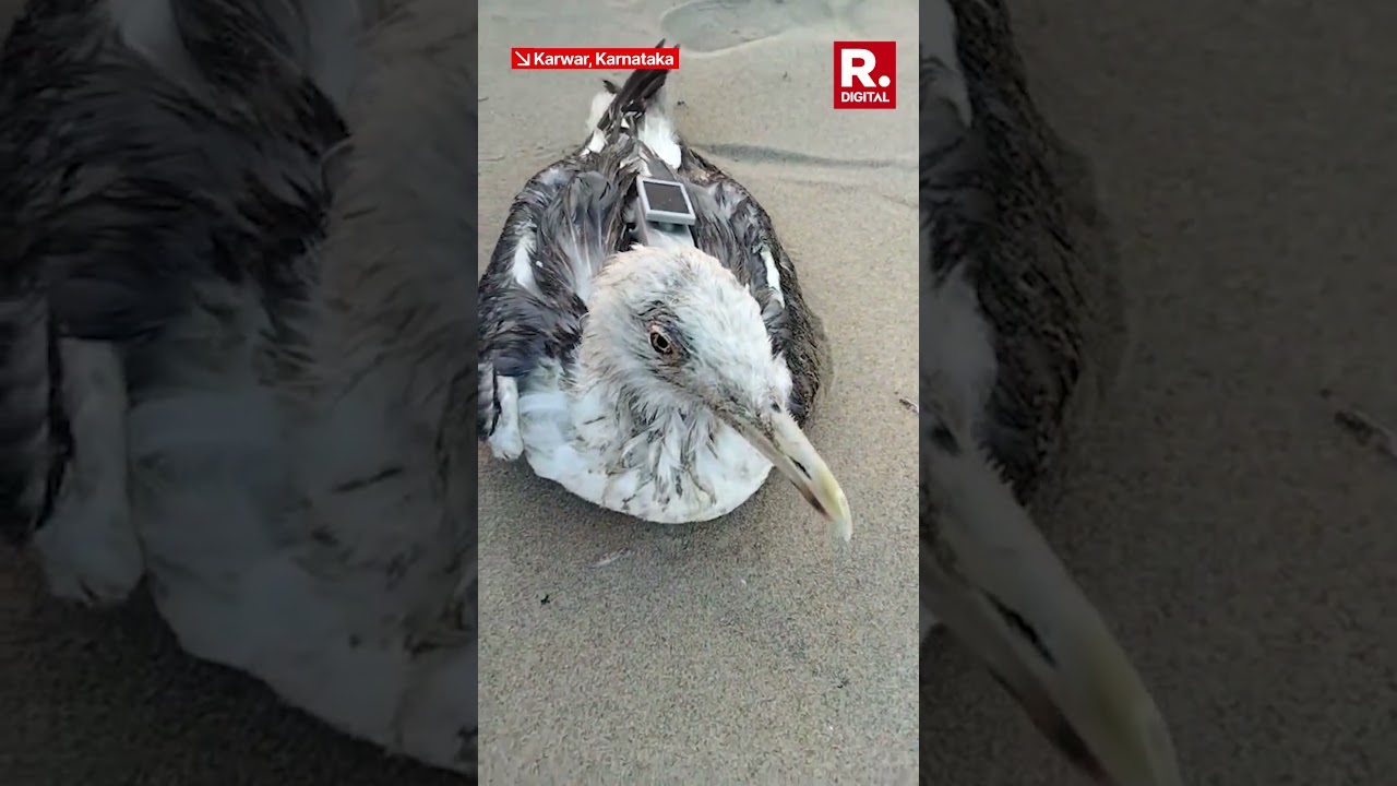 Migratory Seagull Fitted with Chinese GPS Tracker Spotted in Karwar