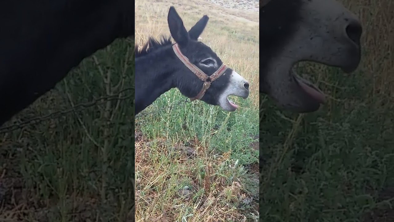 Kadife Aşka geldi.#Eşek sesi#naturephotography #k&ouml;yler #vlog #nature