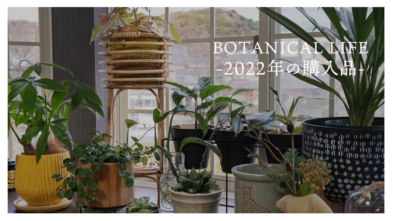 【観葉植物】2022年に訪れた植物店と購入品をまとめてご紹介！