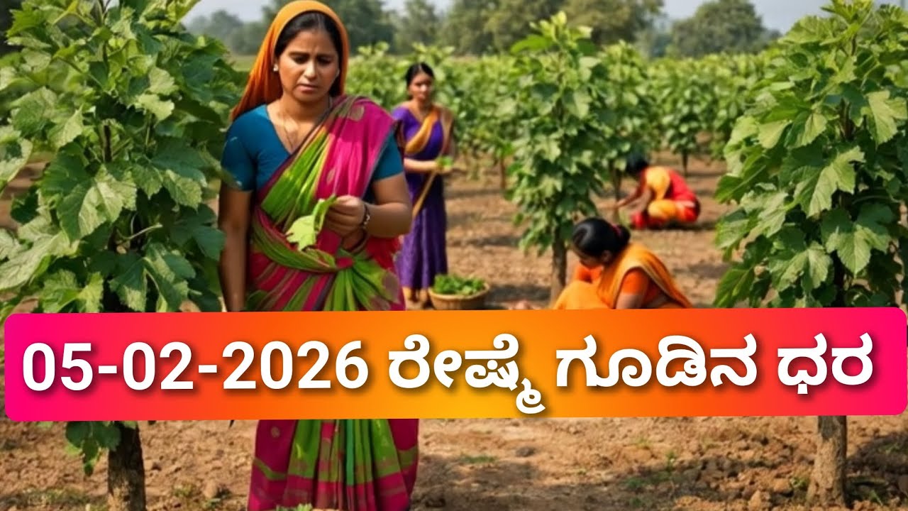 Mulberry Cocoon price As on 05-02-2026  at Karnataka Govt. Cocoon Market.#sericulture #farmer 
