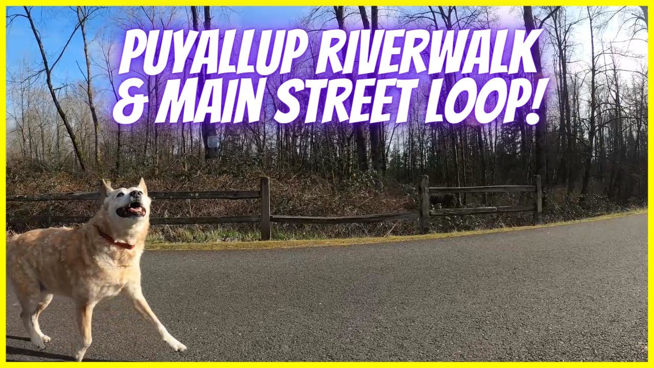 Natural Ambience Virtual Dog Walk in Puyallup Washington (No Music) 