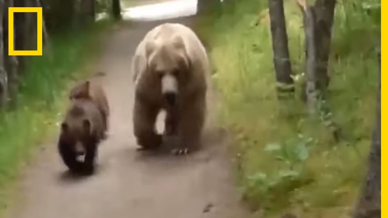 Un randonneur face &agrave; une maman ours et ses petits