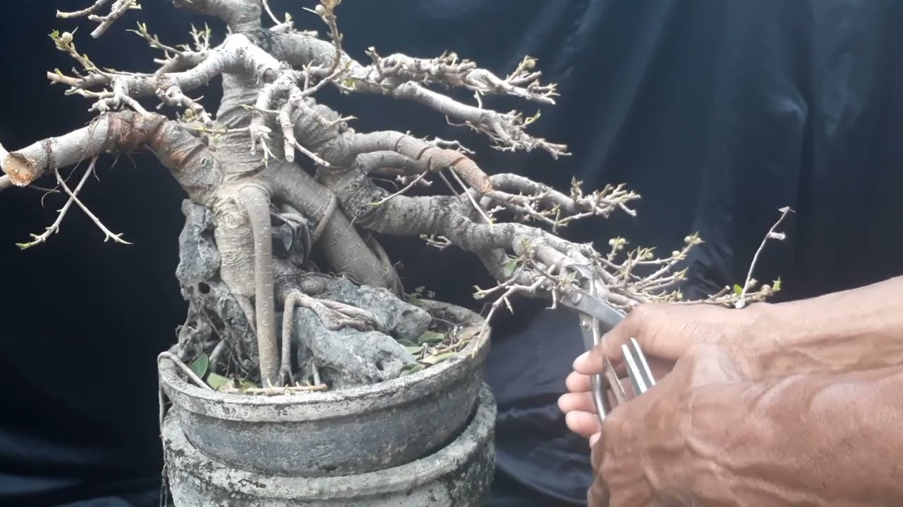 Proses Mencari Bentuk Ideal Bonsai Beringin Dollar On The Rock @apesyambonsai