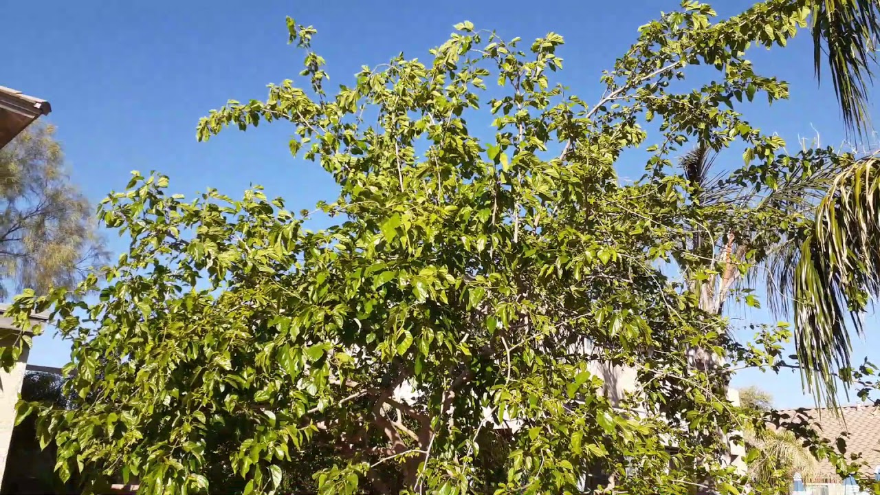 Mulberry Trees in Arizona