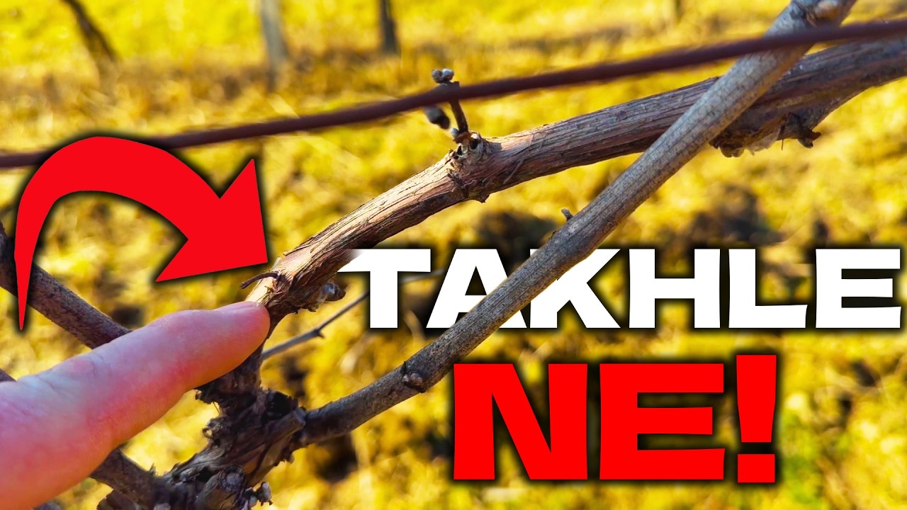 Zimní řez révy: Kdy stříhat, jak moc řezat a jak zachránit starý keř