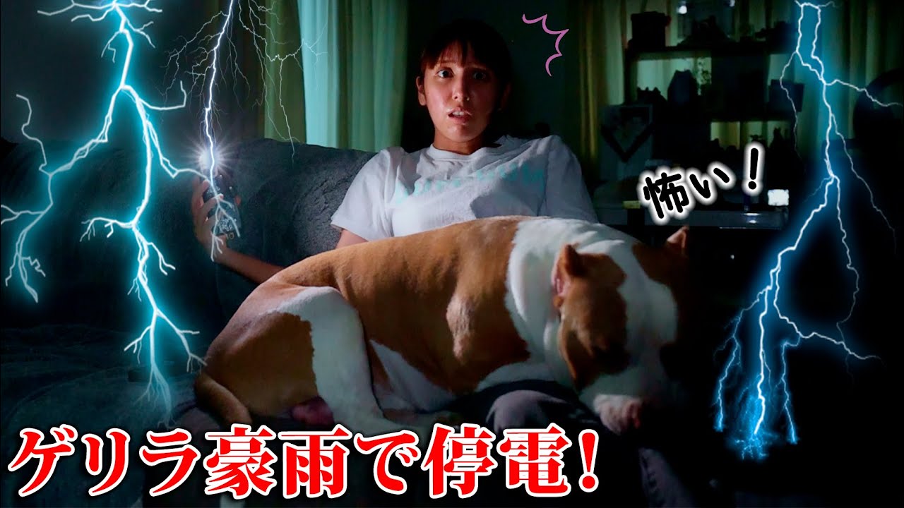 雷と雨がやばい❗️ゲリラ豪雨で停電？！ロッキーがビビりまくり。レイの様子が、、、！【アメリカンピットブル】