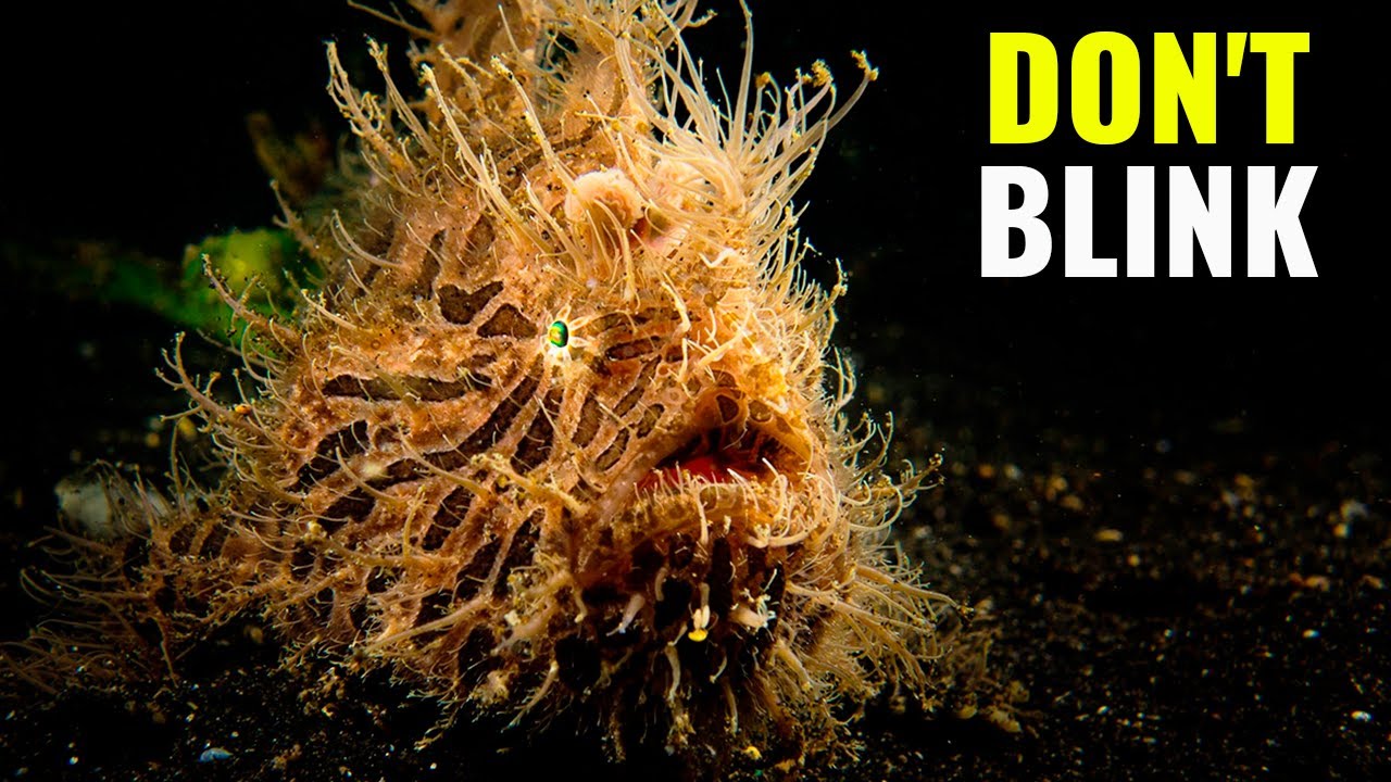 11 FASTEST Ambush Predators In The Animal Kingdom!