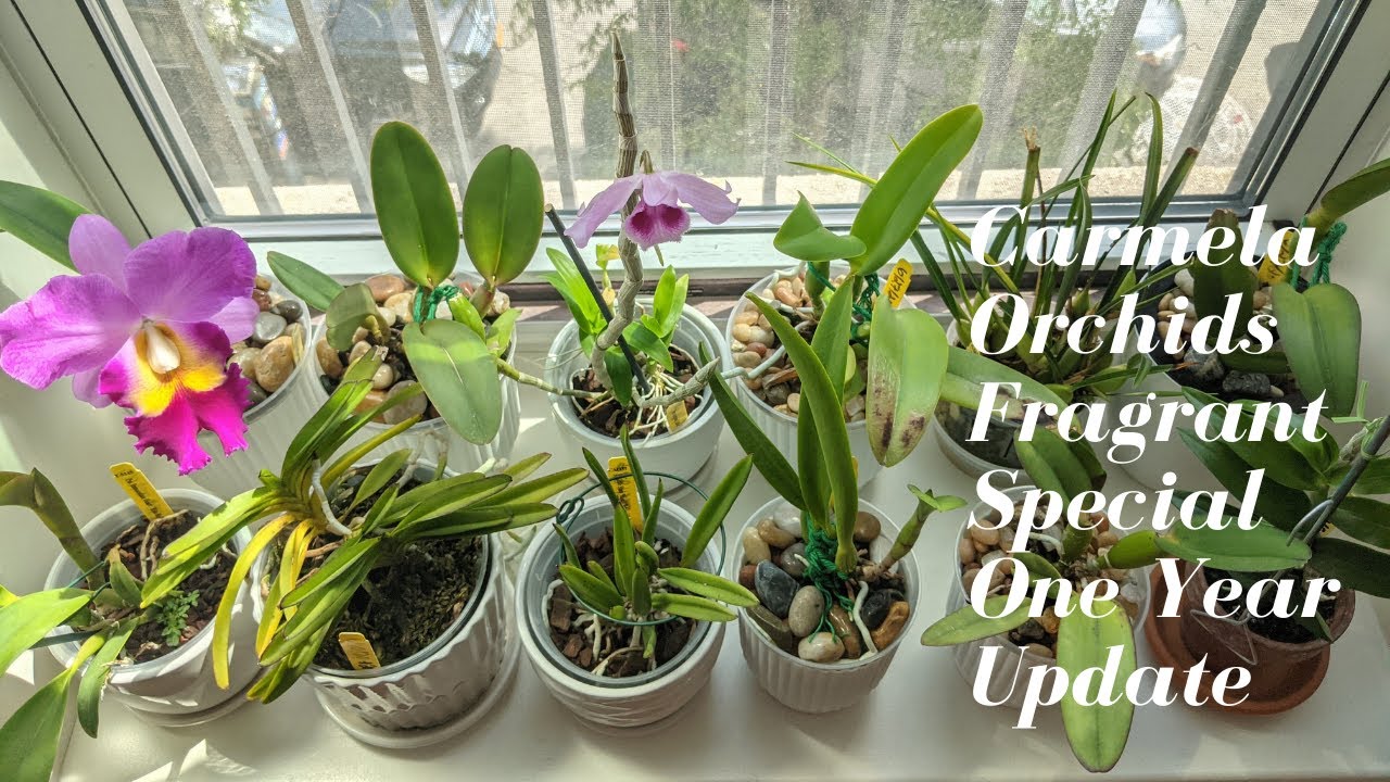 Orchid Haul Update | Carmela Orchids - 1 Year Update: Madison’s Fragrant Deal $78 Cattleya Haul