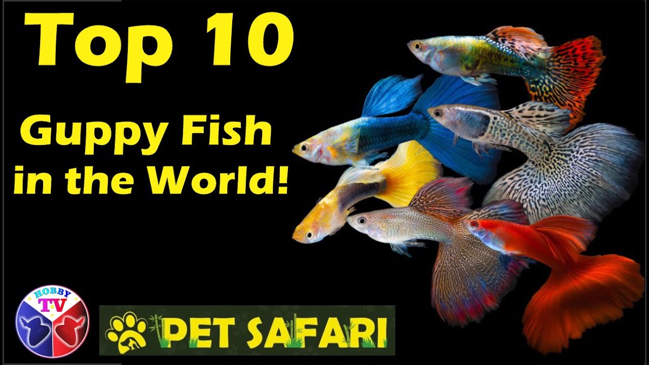 The Top 10 Guppy fish Varieties in the World