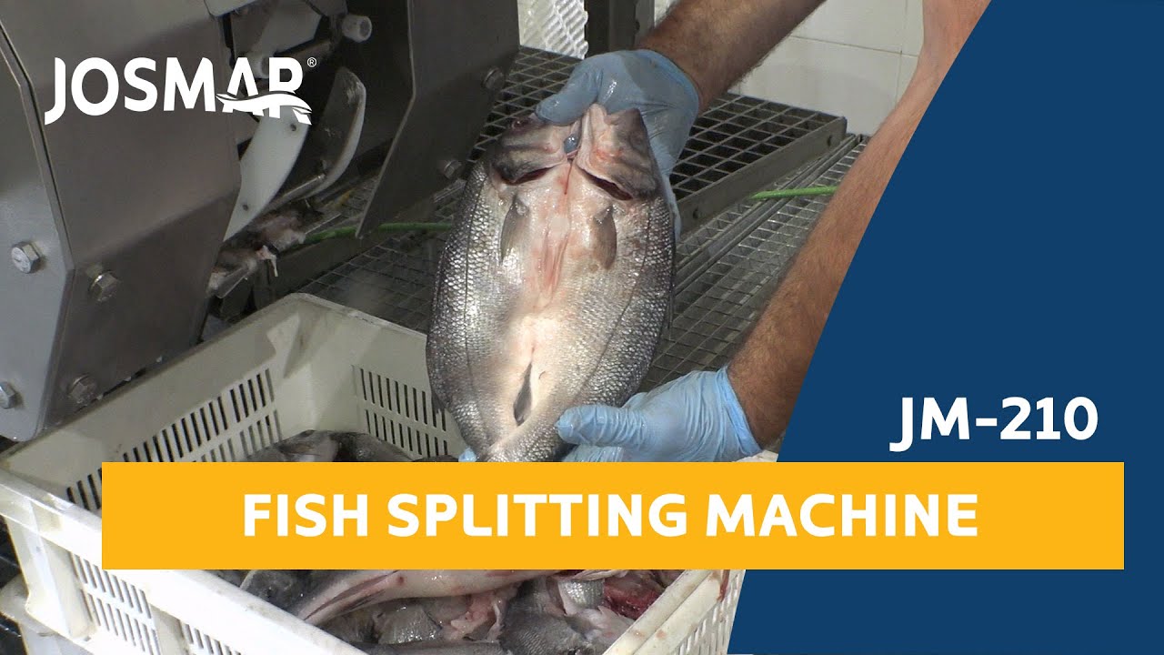 JOSMAR: JM-210 Fish Splitting & Gutting Machine | Abridora & Evisceradora de pescado