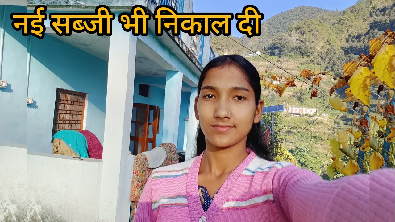 पहाड़ों में निकाली जा रही है सारी ऑर्गेनिक फसले || harvest time in hills || pahadi lifestyle vlog 