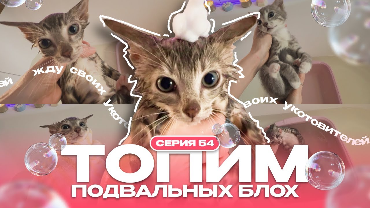 Топим подвальных блох 54 asmr котята