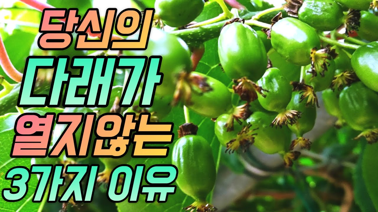 🥝다래가 쏟아지는 50평 노지 3가지 핵심 (feat.다래농사 17년)