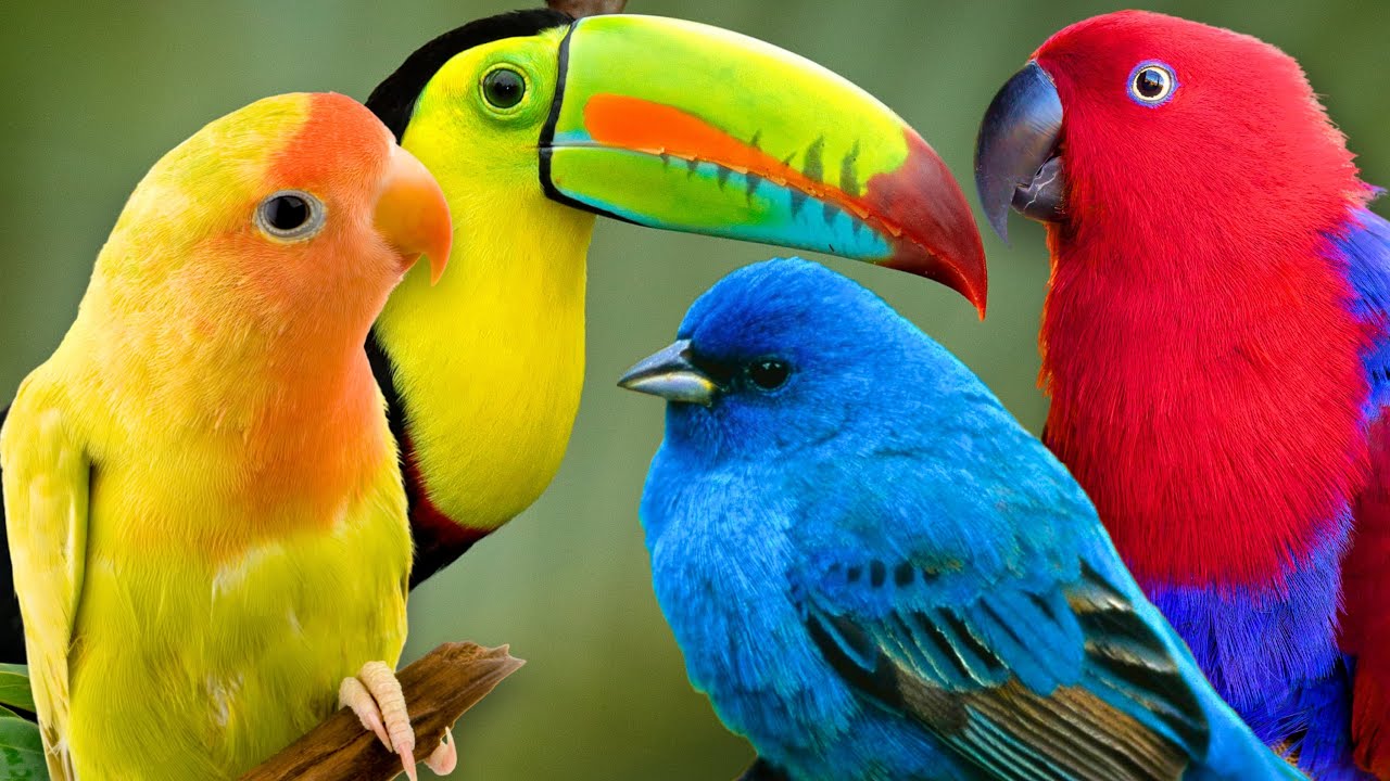 MOST BEAUTIFUL BIRDS | MUSIC THERAPY FOR HEALING & RELAXATION | SOOTHES THE NERVOUS SYSTEM | CALM 🌿