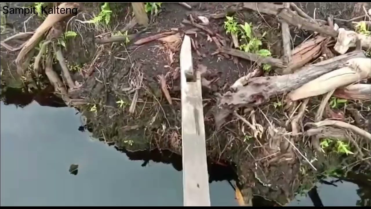 Tanaman Buah Yang Cocok di Lahan Gambut