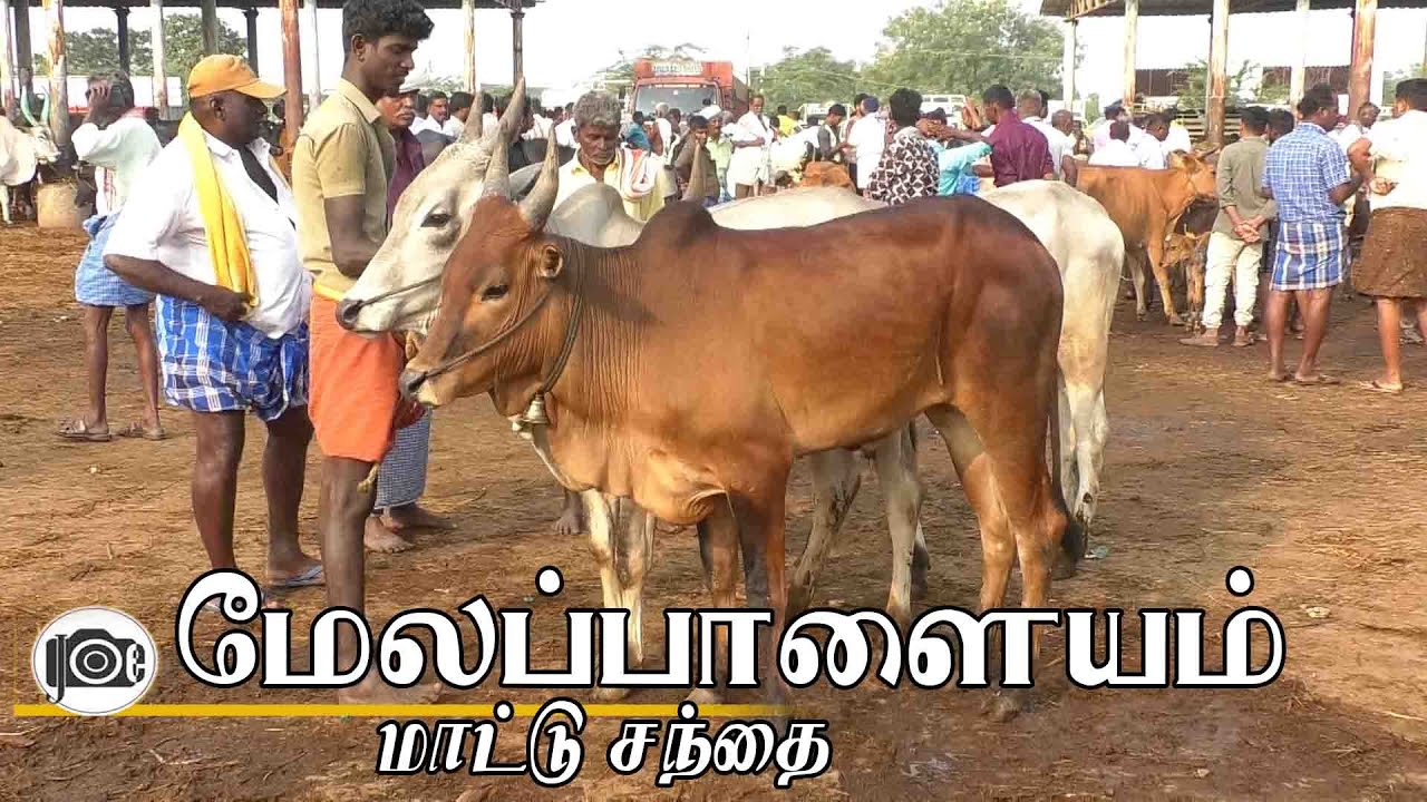 9.2.2026 | Melapalayam mattu santhai | மேலப்பாளையம் மாட்டு சந்தை