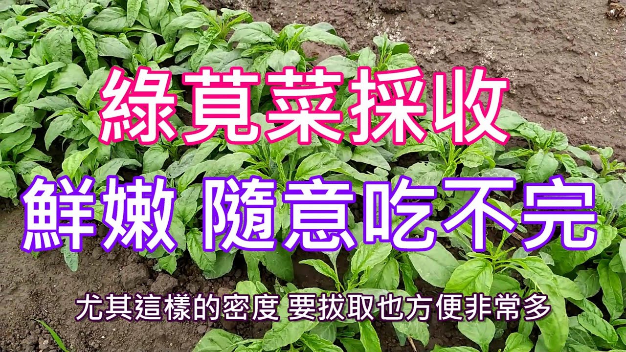 [造園趣]15_2 莧菜移植成效與採收/空心菜覆土差別/雜草處理與堆肥成效/隔離層材料有很多/百香果種子直播效果/綠化環境 檳榔心芋頭生長