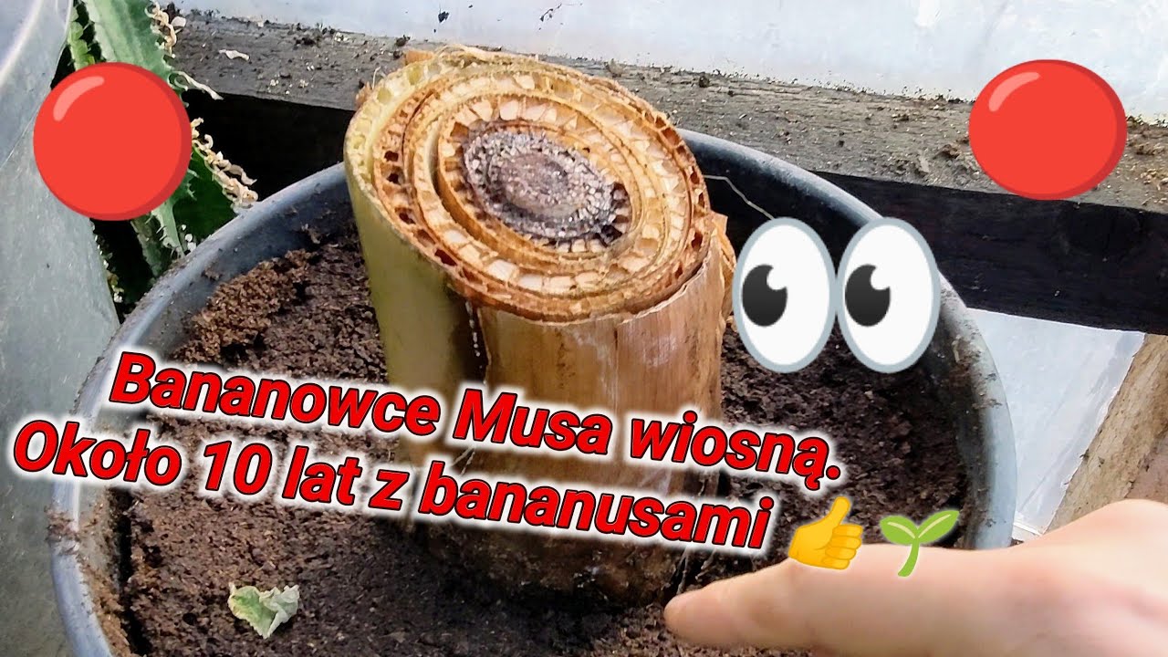 Bananowce po zimie, co robić, kiedy sadzić musa basjoo, acuminata, velutina, sikkimensis, apple, itd