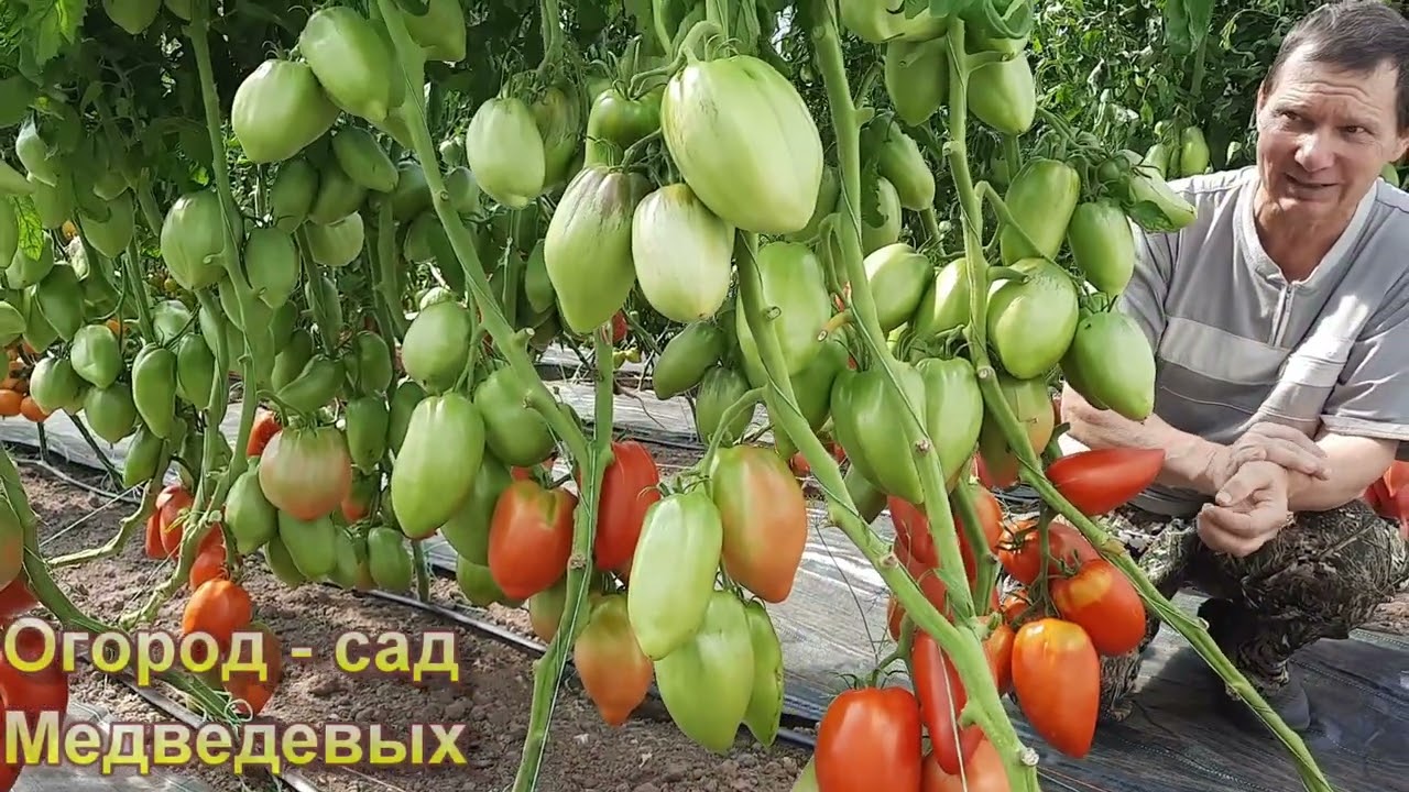 Устойчивые к кладоспориозу  сорта  томатов