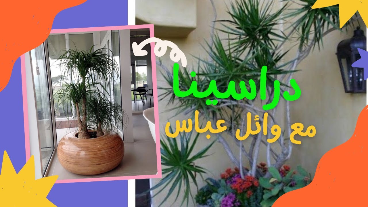 دراسينا (Dracaena)نبات الدراسينا زراعة ورى وتسميد واكثار .حياته ببساطة.دراسينا مارجيناتا.