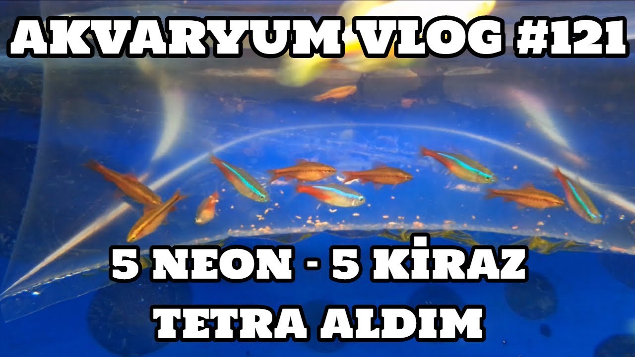 Akvaryum Vlog #121 (5 Neon 5 Kiraz Tetra Aldım)