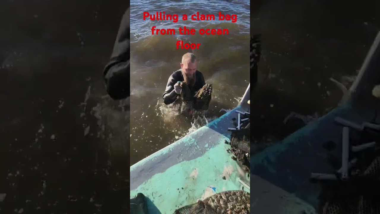 this is one of the ways we #harvest our #clam
